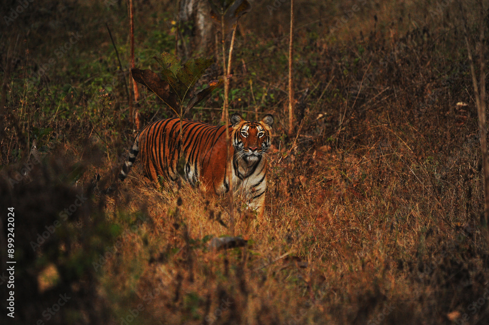 Fototapeta premium tiger in the jungle