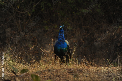 peacock in the field