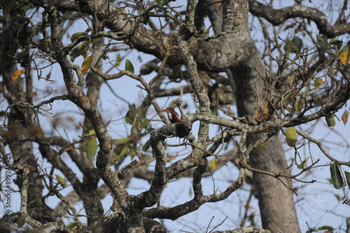 bird on the tree