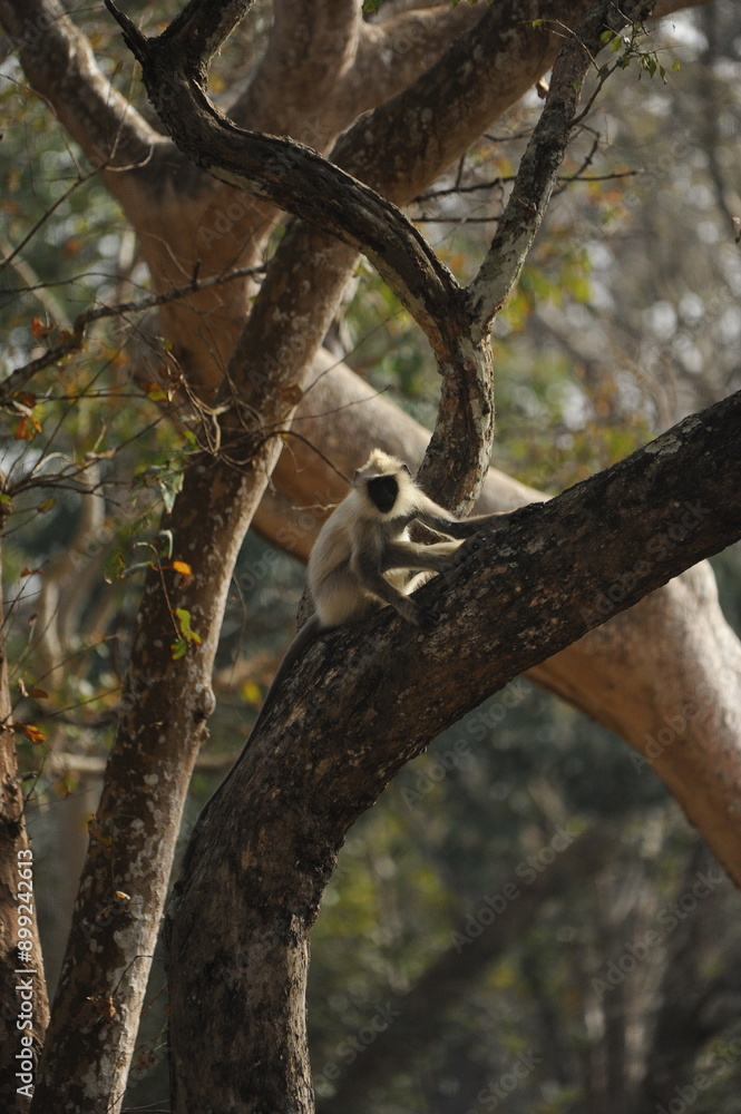Obraz premium baboons in a road