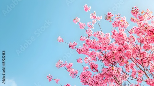 Breathtaking photograph of a lush blooming cherry blossom tree with vibrant pink flowers set against a clear bright blue sky  The delicate petals and natural serene landscape create a romantic 