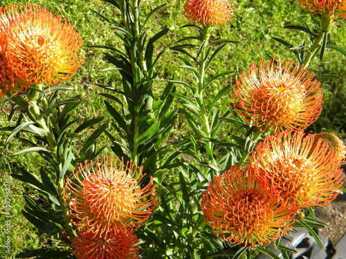 Garden with flowering of Leucospermum condifolium. photo