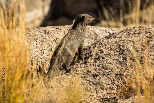 A water mongoose, Atilax paludinosu, peaking out from among grasses and rounded boulders in the late afternoon in the Augrabies National Park, South Africa photo