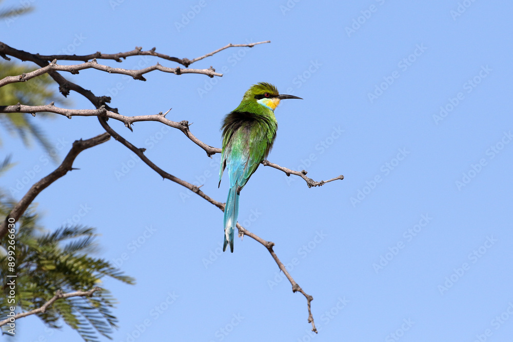 Obraz premium Swallow-tailed bee-eater (Merops hirundineus) in Nossob Camp, Kgalagadi, South Africa
