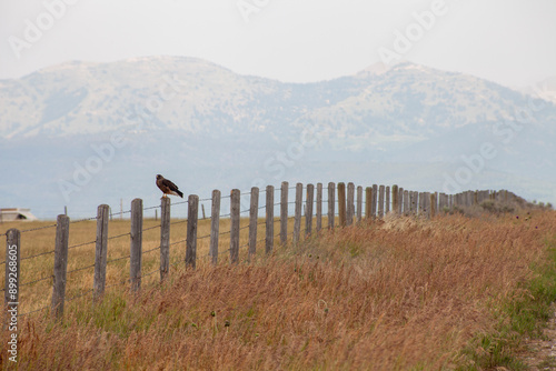 Red Tail Hawk in Fence in Teton Valley, Idaho