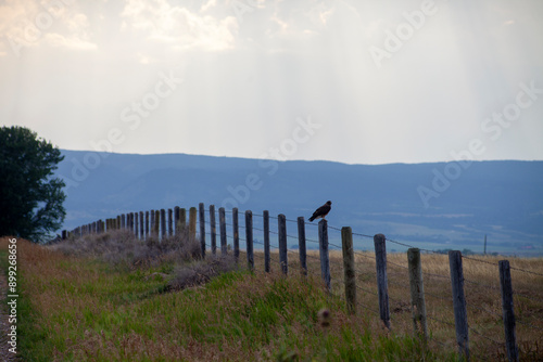Red Tail Hawk in Fence in Teton Valley, Idaho