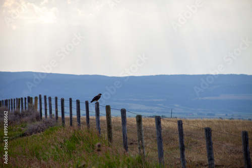 Red Tail Hawk in Fence in Teton Valley, Idaho