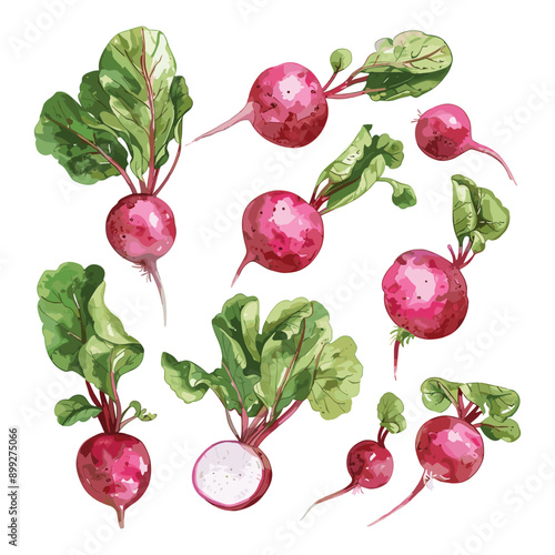 Watercolor illustration of fresh red radishes with green leaves.