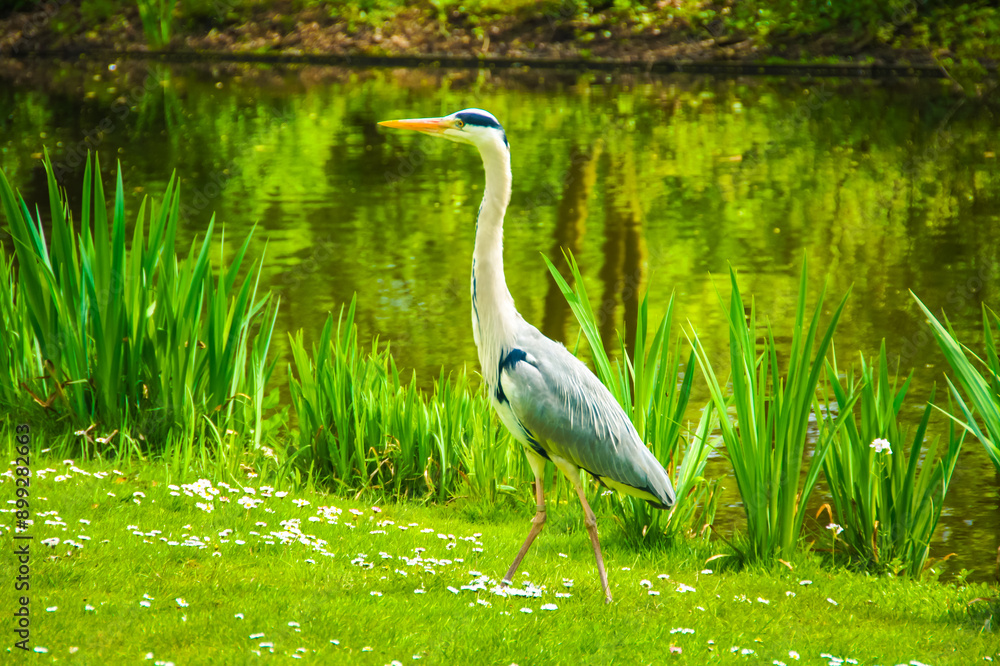 Fototapeta premium A long-necked grey heron with a sharp beak stands patiently in tall green grass by a peaceful pond in Amsterdam. Likely searching for fish, this wading bird exemplifies the quiet focus of nature's