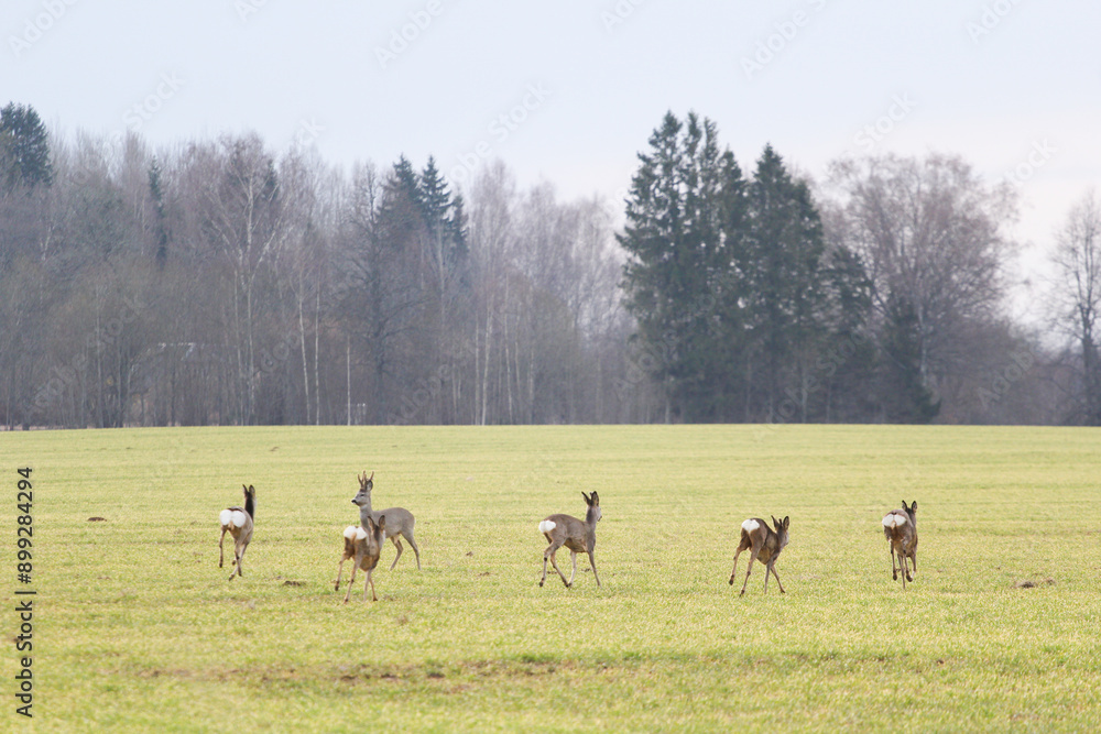 a family of deer on the field a family of deer on the field