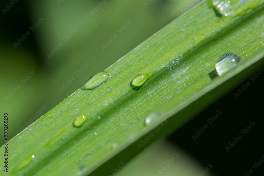 Water drops on plant for background