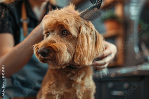 Dog hair cutting. woman cutting hair of dog in a grooming salon photo