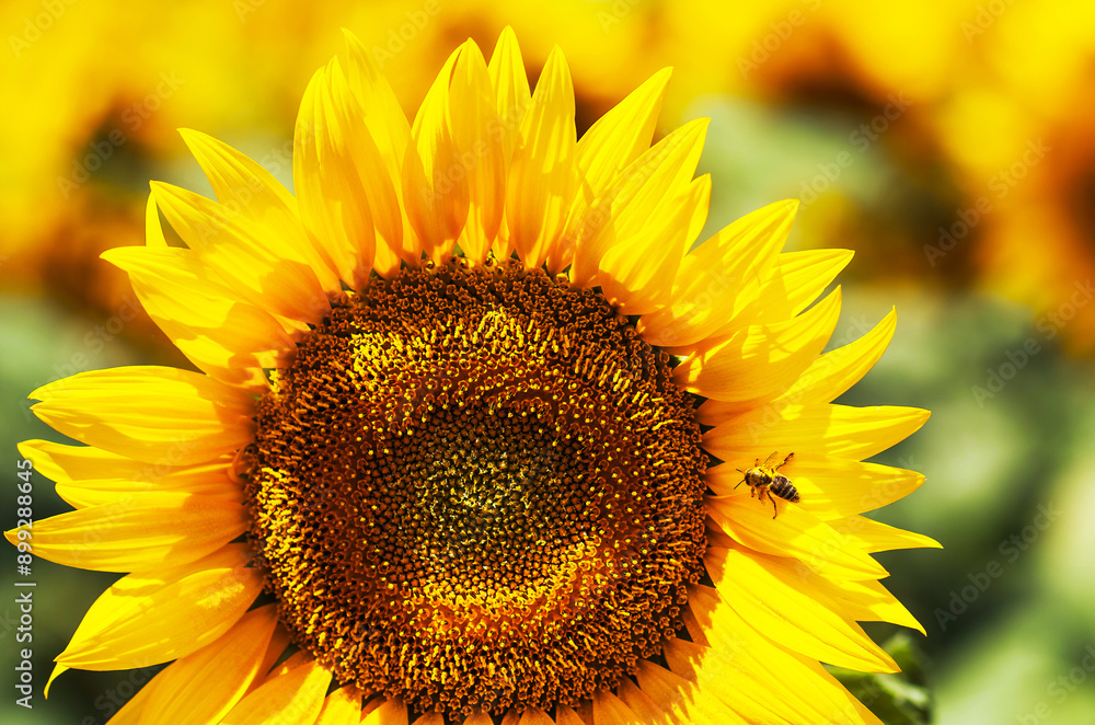 Yellow honey bee hovering in front of sunflower, yellow honey bee on sunflower macro photography. Yellow honey bee hovering in front of sunflower, yellow honey bee on sunflower macro photography.