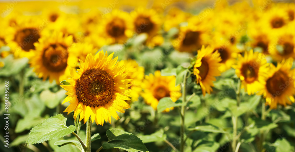 Yellow sunflowers grow in the field. Agricultural crops. Yellow sunflowers grow in the field. Agricultural crops.