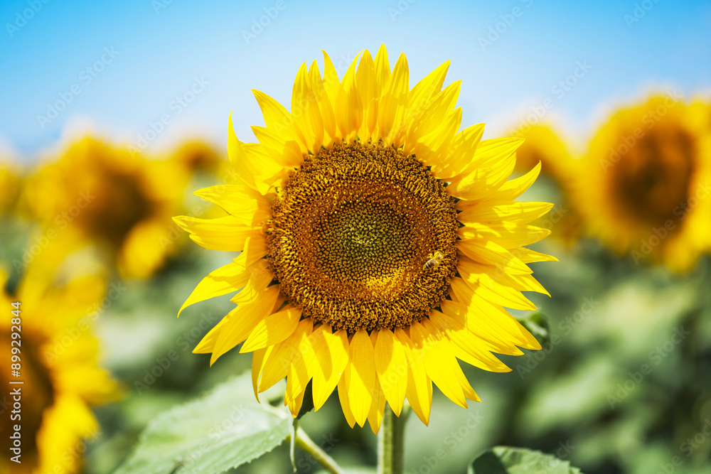 Sunflowers in the field, summer agricultural background Sunflowers in the field, summer agricultural background