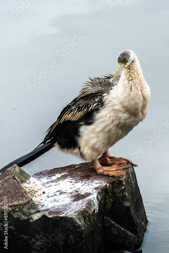 australisian darter austraian darter in victoria Australia photo