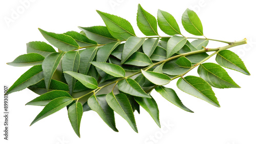 Healthy spice Curry leaves on white or transparent background