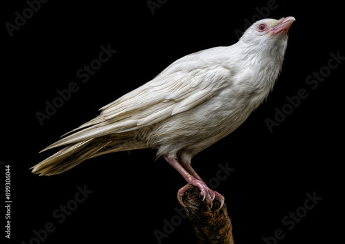 A close up of an Albino Jackdaw