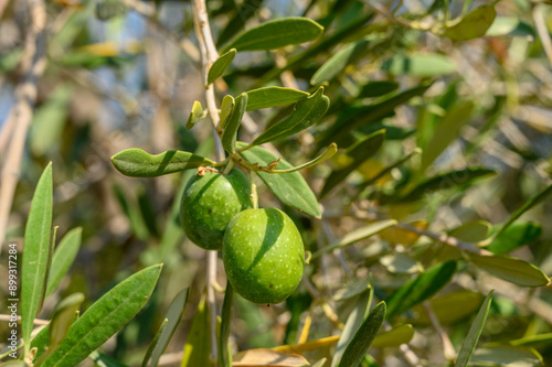 Wallpaper Mural Orange trees and fruits growing Torontodigital.ca