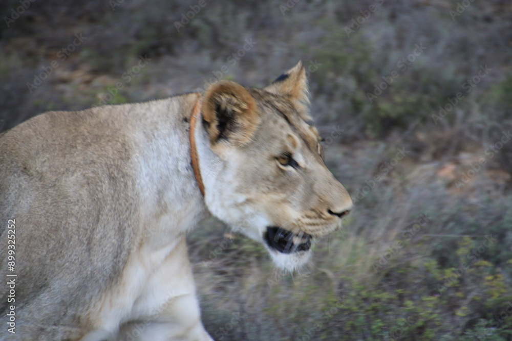 Fototapeta premium Südafrika, Tiere