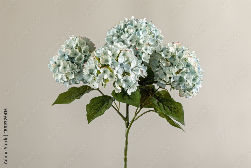 Cute light blue hydrangea Hanabi Cute light blue hydrangea Hanabi