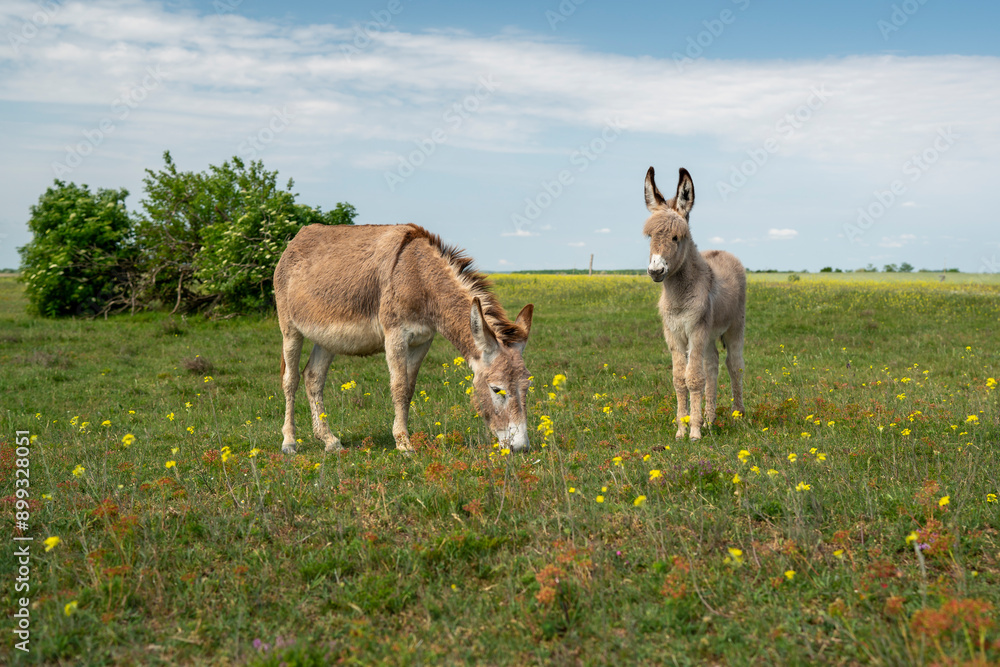 Hungarian common donkey is in the green blooming field Hungarian common donkey is in the green blooming field