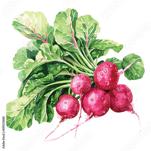Fresh red radishes with green leaves on white background.