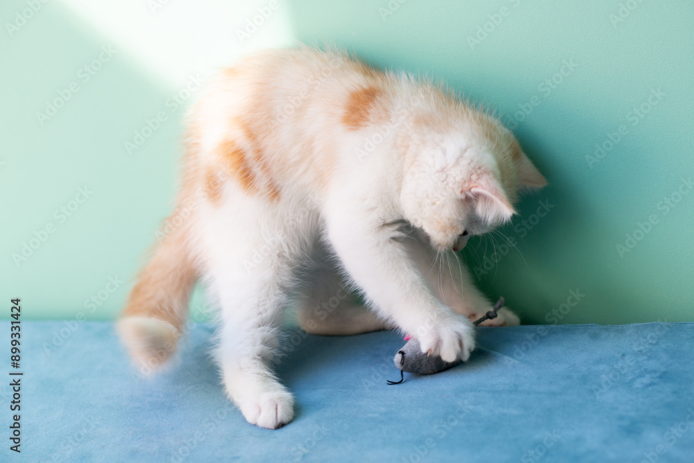 Cute little white kitten playing with toy mouse on blue sofa at home Cute little white kitten playing with toy mouse on blue sofa at home