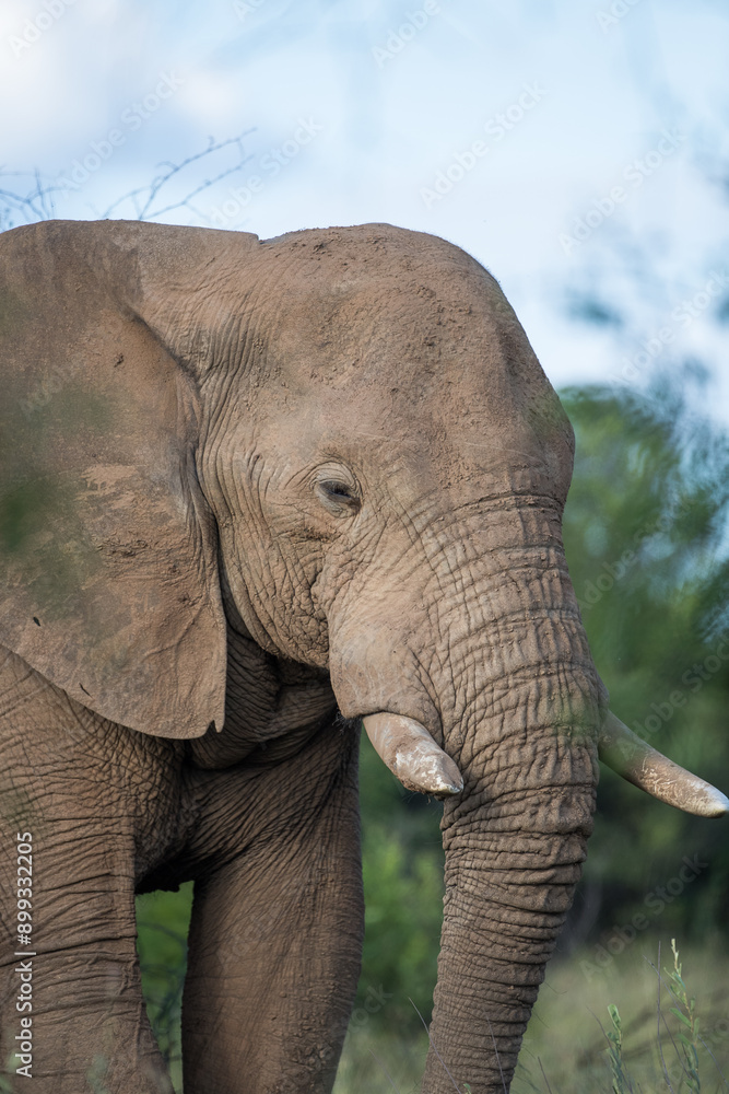 African elephant in a national park in south africa African elephant in a national park in south africa