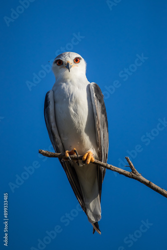 Black shouldered kite perched on a branch