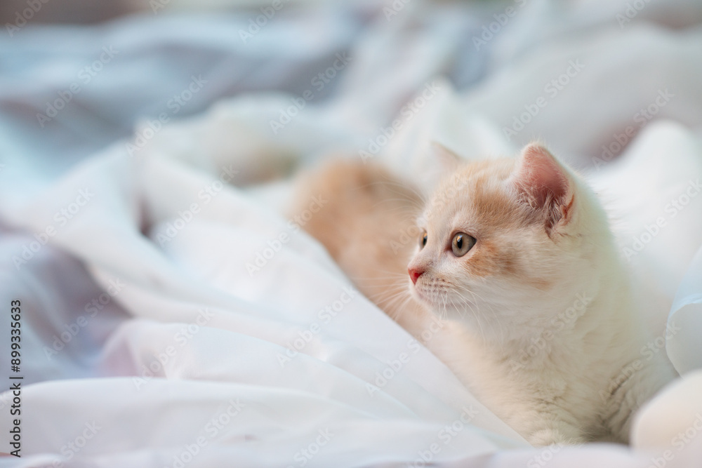 Small cute white British kitten lies and rests on the sofa at home, covered with a light organza fabric Small cute white British kitten lies and rests on the sofa at home, covered with a light organza fabric