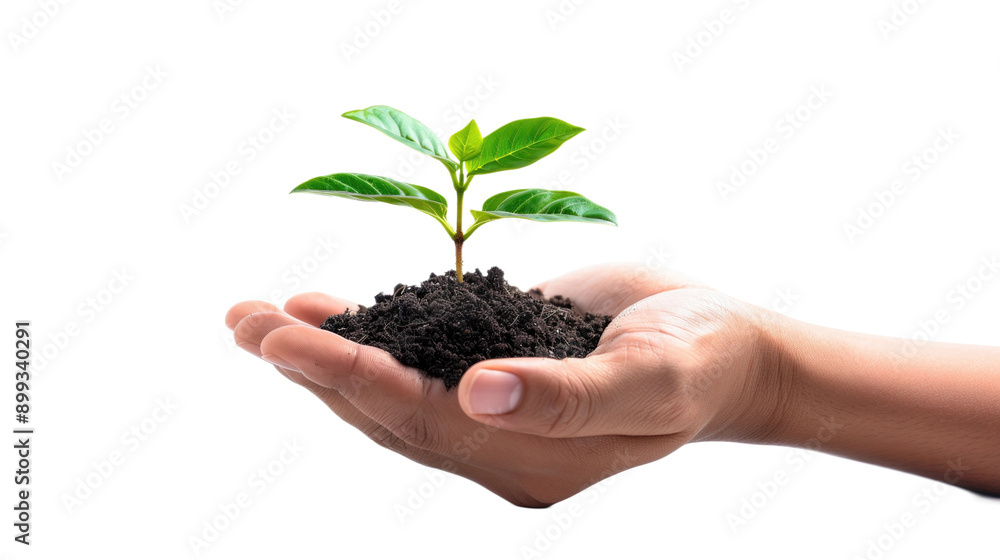 Hand holding a young green plant with soil, symbolizing growth and nurturing. Ideal for environmental, sustainability, or growth-themed designs. Transparent background. Hand holding a young green plant with soil, symbolizing growth and nurturing. Ideal for environmental, sustainability, or growth-themed designs. Transparent background.