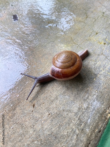 Snail after rain