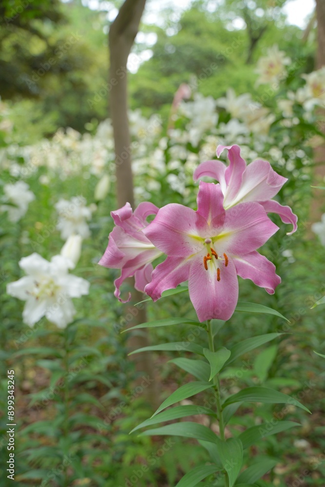 日本、東京、日比谷公園の百合の花 日本、東京、日比谷公園の百合の花