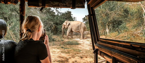 Photography Wildlife safari