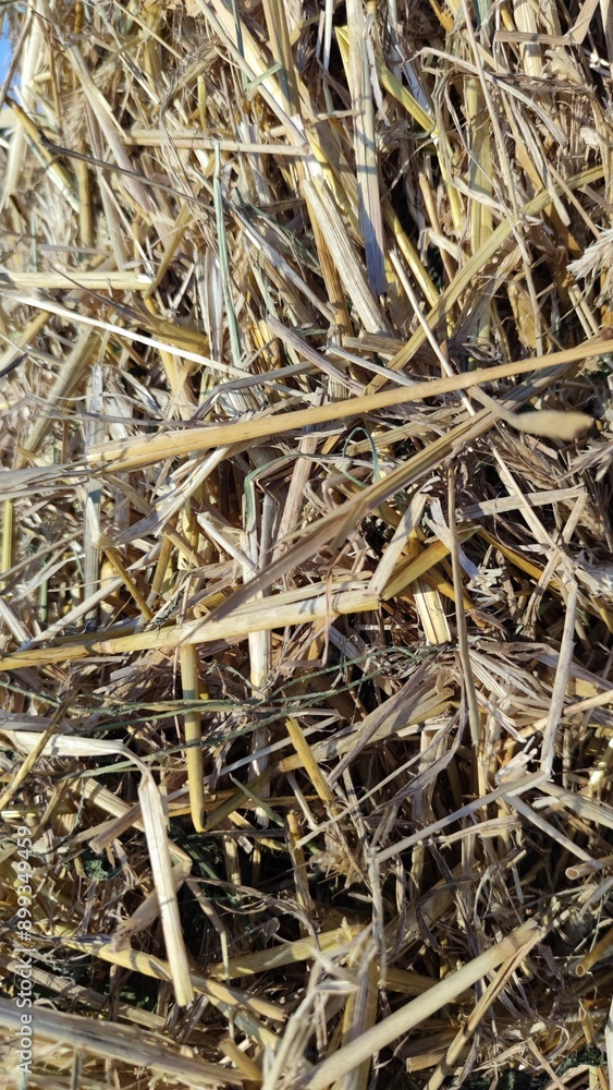 Close-up of fresh wheat straw arranged as a natural background Close-up of fresh wheat straw arranged as a natural background