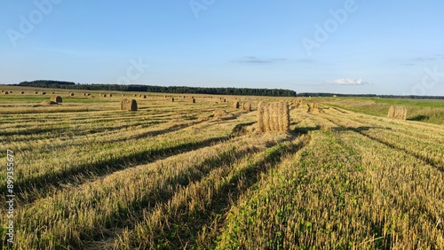 Field with rolls of straw