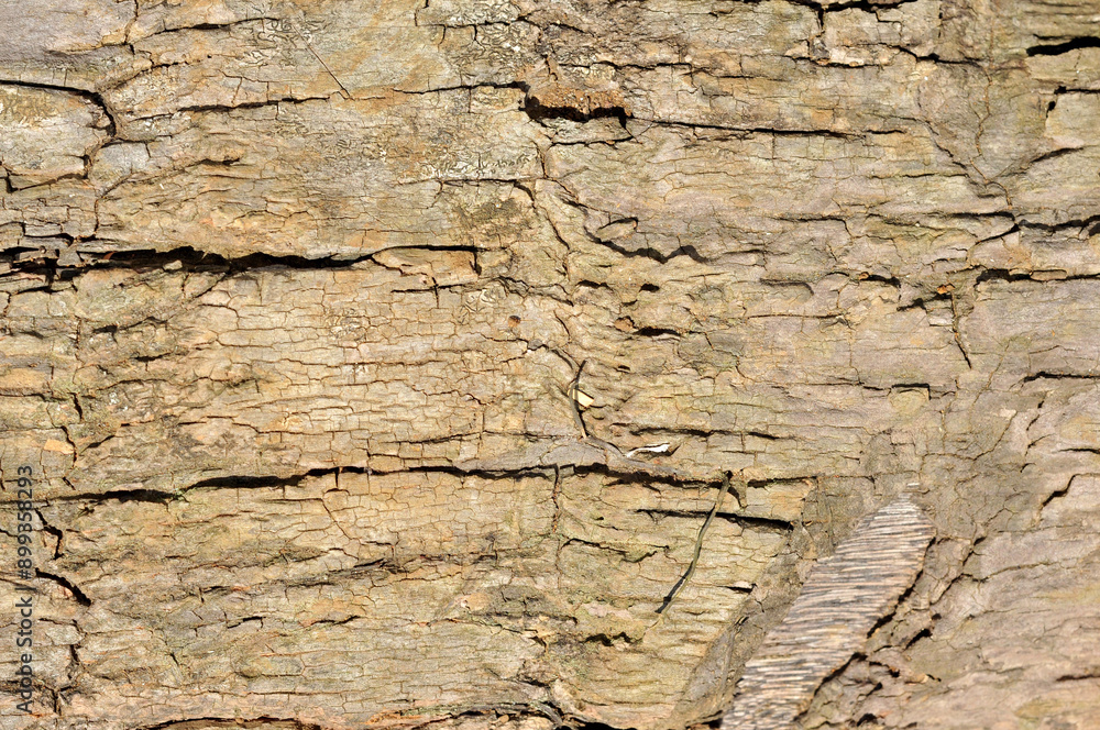 Fototapeta premium Texture of bark and wood background and pattern