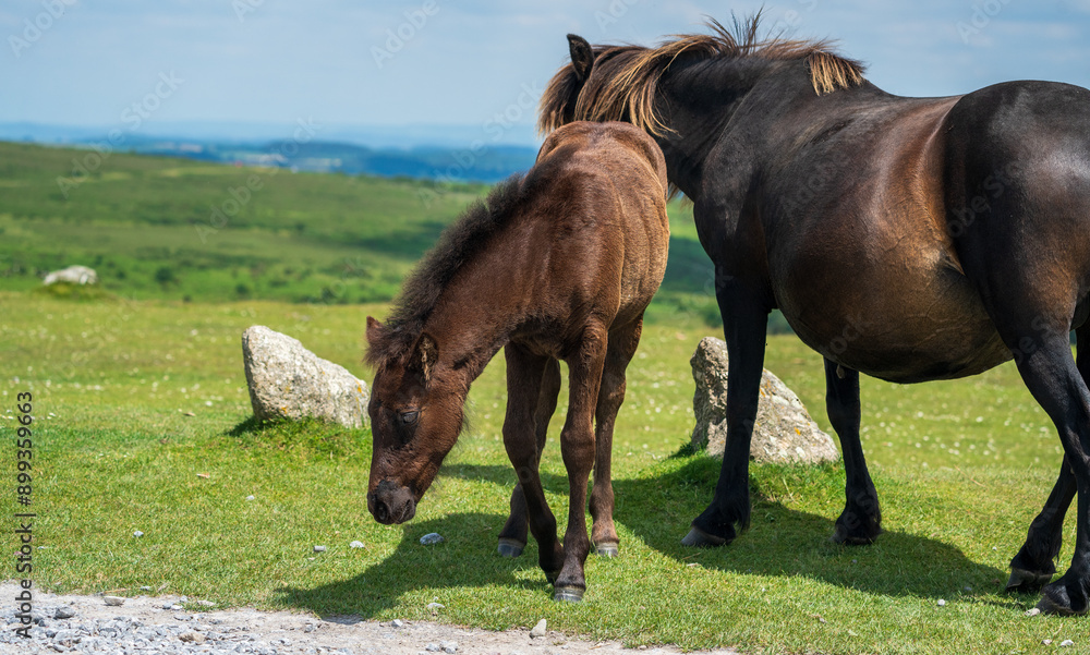 Obraz premium A mother and foal eating at grass on Dartmoor