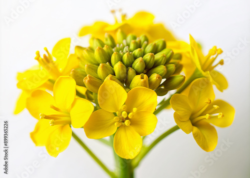 Vibrant yellow petals of a delicate mustard flower unfurl against a crisp white backdrop, showcasing intricate details and subtle texture in this intimate close-up shot.