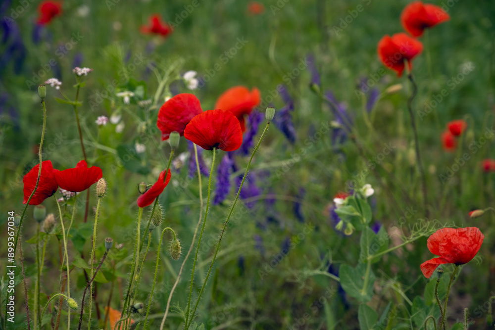 Obraz premium field of poppies and other flowers
