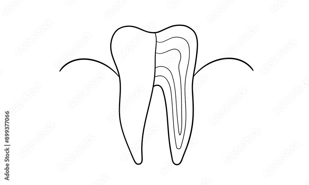 Teeth with roots continuous line art drawing isolated on white background. Dentistry, health, midicine. Vector illustration Teeth with roots continuous line art drawing isolated on white background. Dentistry, health, midicine. Vector illustration