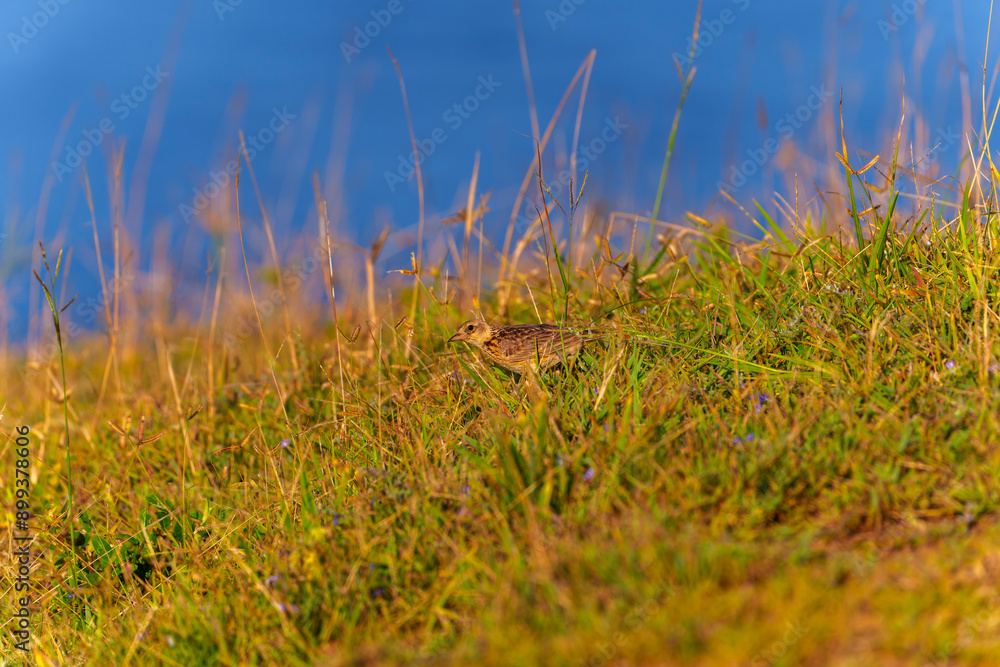 Eurasian skylark in the grass in the morning light Eurasian skylark in the grass in the morning light