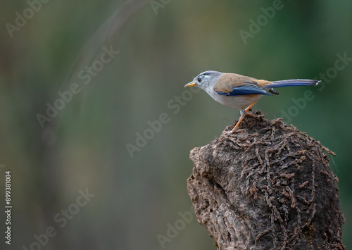 Blue winged minla bird resting on a twig photo