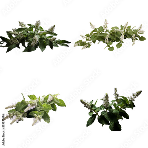 Horehound leaves, featuring white fluffy flowers, crinkled leaves, and a bitter taste Artificial Intelligence Generated photo