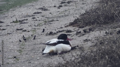 The shelduck (Tadorna tadorna) is sick with avian flu. Typical symptoms are uncontrolled rotation around the axis and falling on its back photo