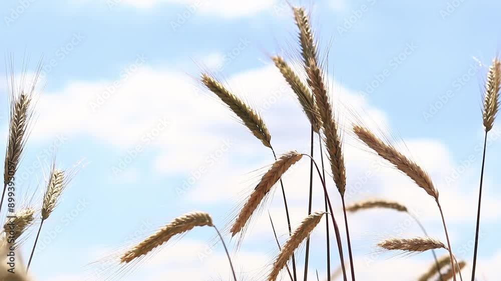 Ears of rye field, agriculture. Grain harvest. Yellow ears of grain on a field on a sunny day. Beautiful landscape of an agricultural field, ears of grain. Agricultural business concept. Grain harvest Ears of rye field, agriculture. Grain harvest. Yellow ears of grain on a field on a sunny day. Beautiful landscape of an agricultural field, ears of grain. Agricultural business concept. Grain harvest
