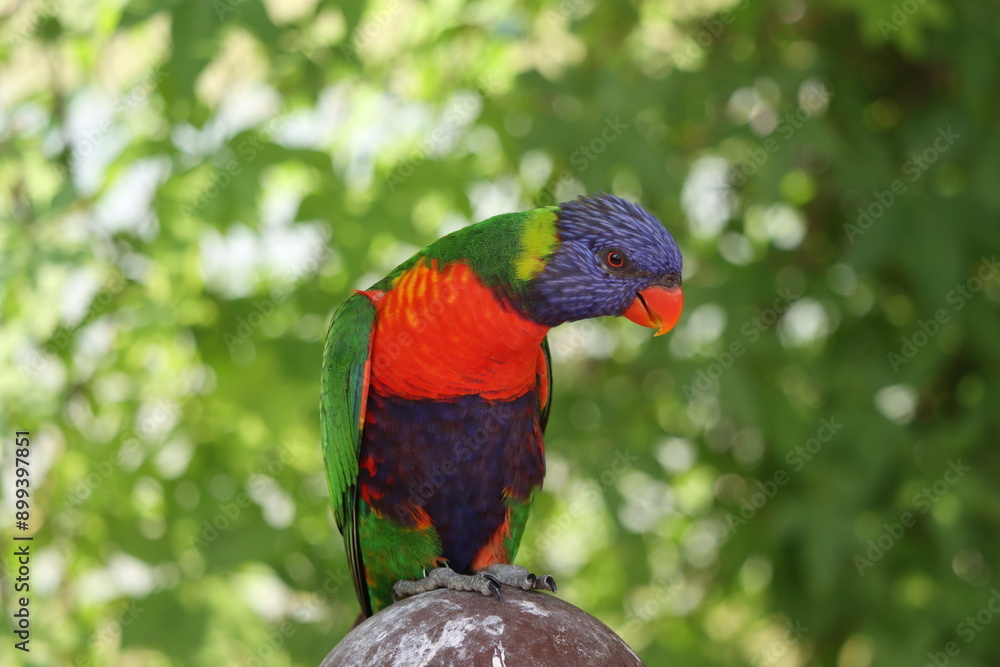 Rainbow Lorikeets can be found all over Australia, these vividly coloured birds get very tame and venture into most backyards and can be found on various advertising various Australian products.
