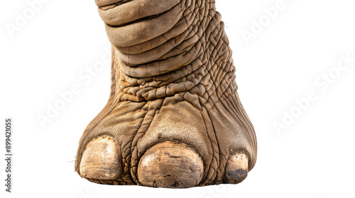 Wallpaper Mural Elephant's foot transparent background Torontodigital.ca