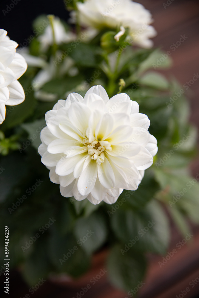 Flower Dahlia white with green leafs Flower Dahlia white with green leafs
